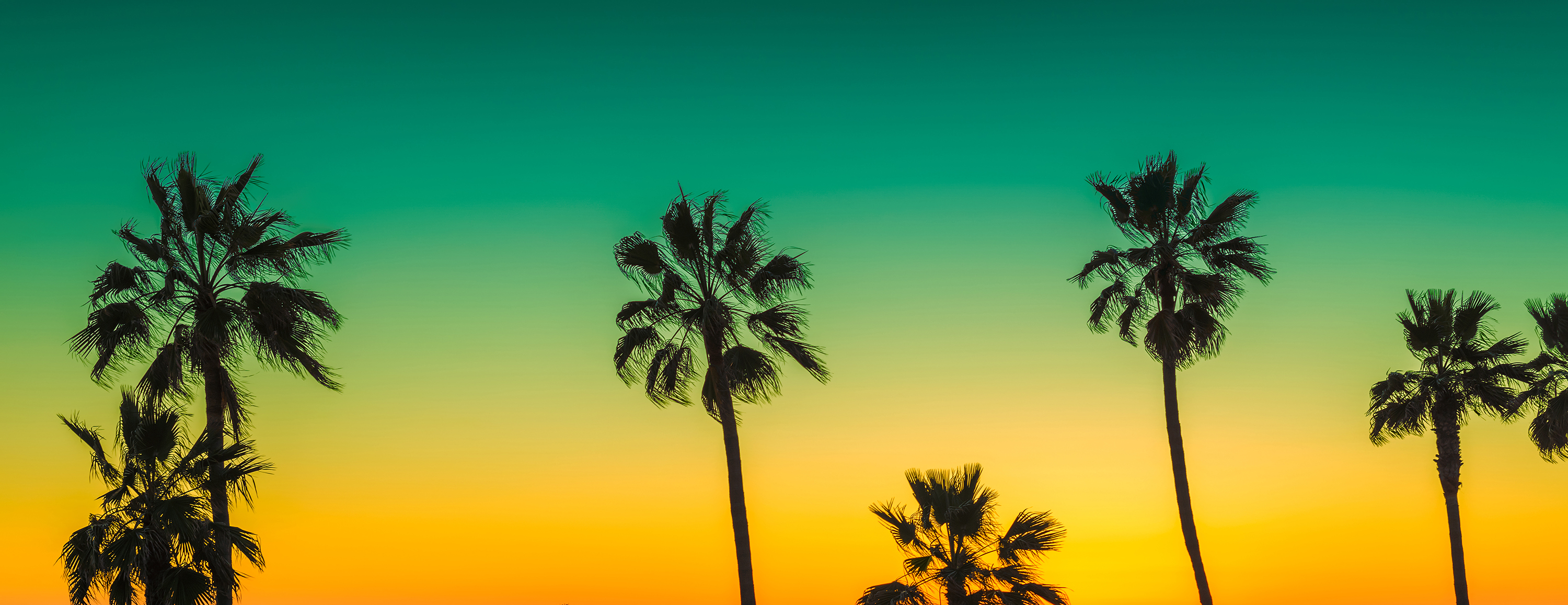 Palm Trees in Sunset